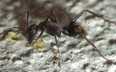 Camponotus vestitus