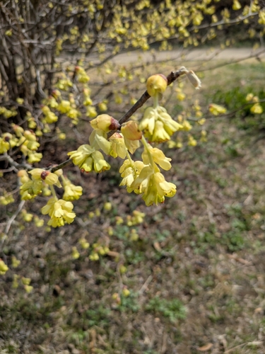 Corylopsis pauciflora observed 2026-03-22