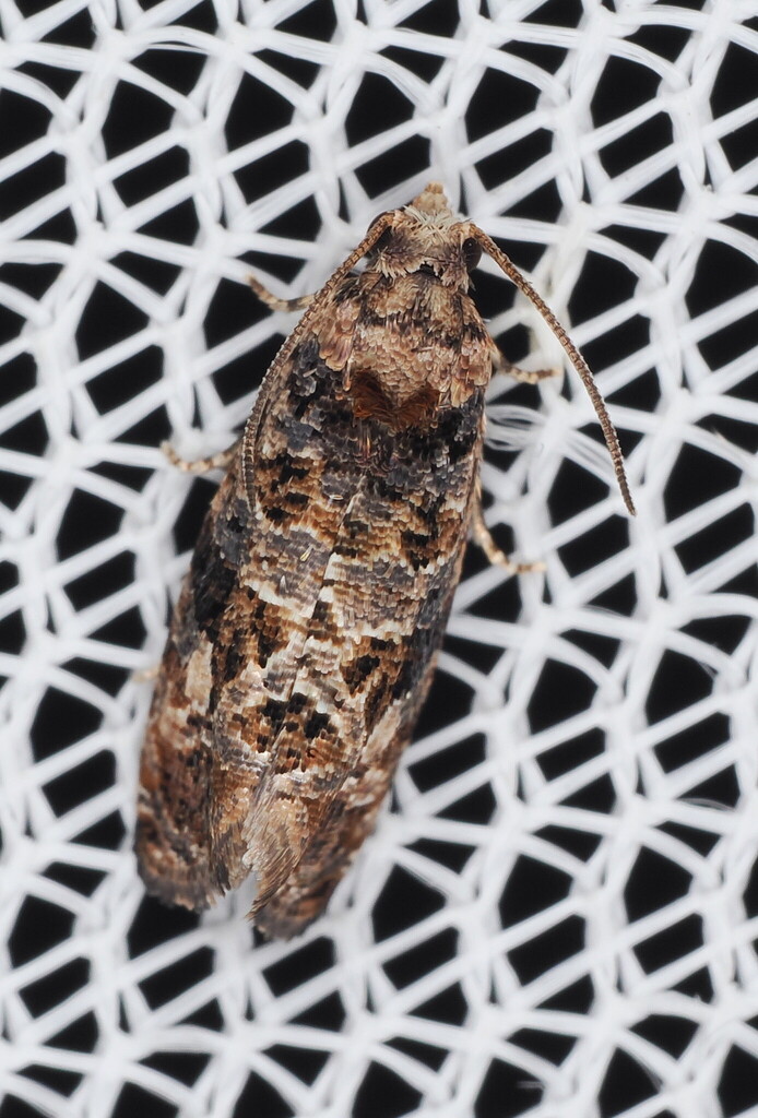 Ironweed Moth