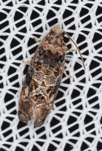 Ironweed Moth