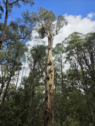 Eucalyptus dalrympleana observed 2026-03-22