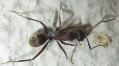 Camponotus vestitus