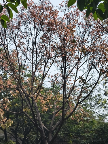 Peepul Tree (Ficus religiosa)