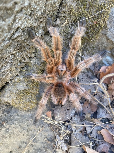 Chilean Rosehair Tarantula