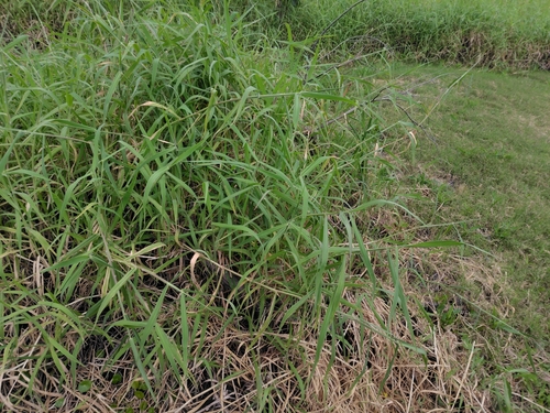 Para Grass (Urochloa mutica)