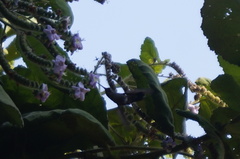 Cynanthus doubledayi