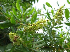 Escallonia leucantha