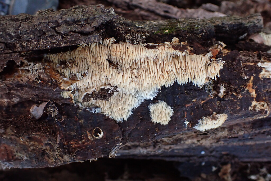 Radulomyces copelandii · February 2026 · photo: © cecildomyiidae (iNaturalist, cc-by)