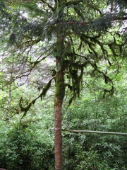 Buxus colchica