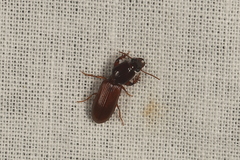Clivina