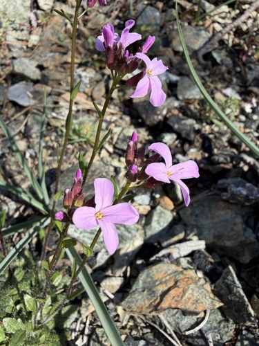 Waldo Rockcress (Arabis aculeolata)