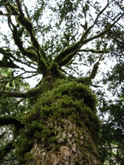 Buxus colchica