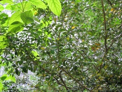 Buxus colchica