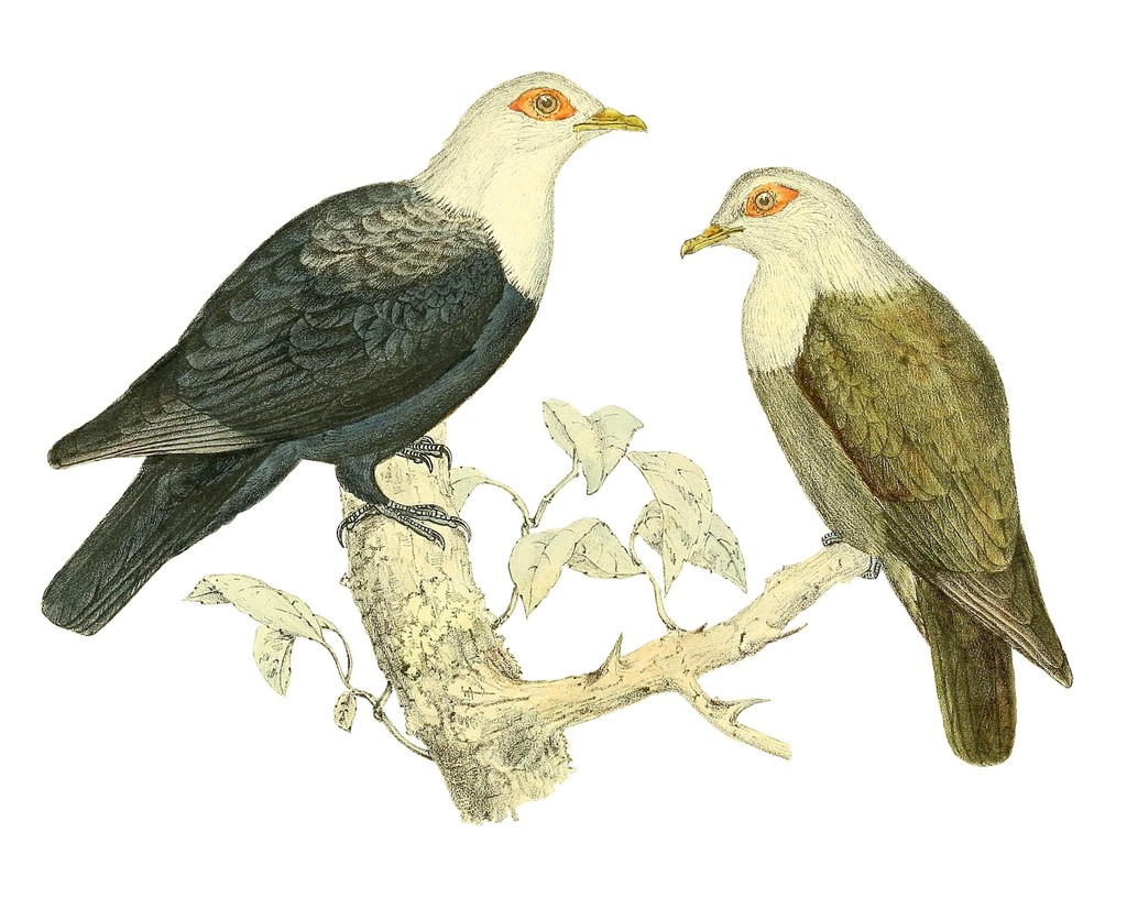 Comoro Blue-Pigeon