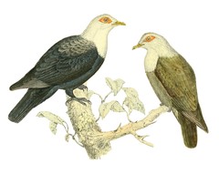 Comoro Blue-Pigeon photo 1