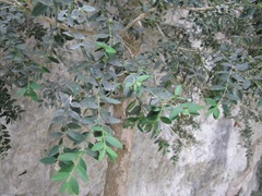 Buxus colchica