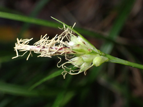 round-fruited sedge (Carex globosa)