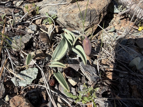 Siskiyou fritillary (Fritillaria glauca)