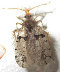 Holoptilus