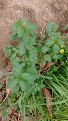 Urtica urens