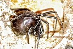 Steatoda