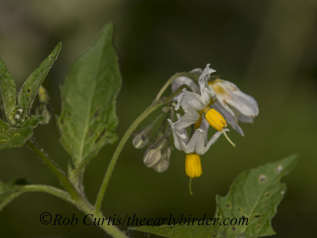 forked nightshade from Curry County, OR, USA on June 12, 2018 at 0348