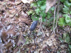 Trachelipus caucasius