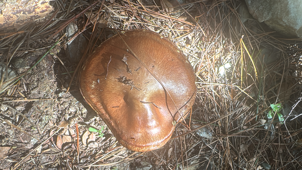 Suillus luteus · March 2026 · photo: © anna-nz (iNaturalist, cc-by)