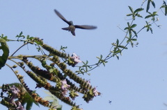 Cynanthus doubledayi