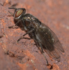 Senopterina foxleei