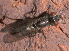Senopterina foxleei