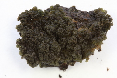 Leptogium phyllocarpum