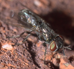 Senopterina foxleei