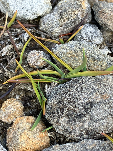 grass lily (Herpolirion novae)