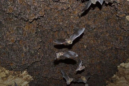 Southeastern Myotis photographed in Mississippi