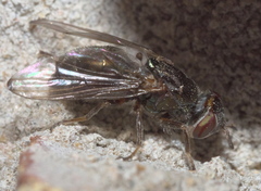 Senopterina foxleei
