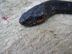 Vipera kaznakovi