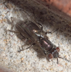 Senopterina foxleei