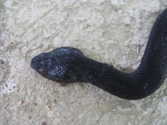Vipera kaznakovi