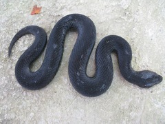 Vipera kaznakovi