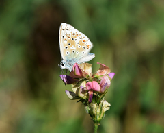 Polyommatus bellargus