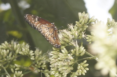 Danaus eresimus montezuma