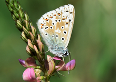 Polyommatus bellargus