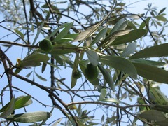 Olea europaea