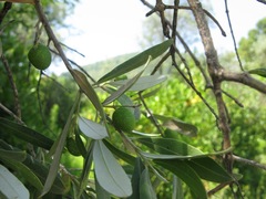 Olea europaea