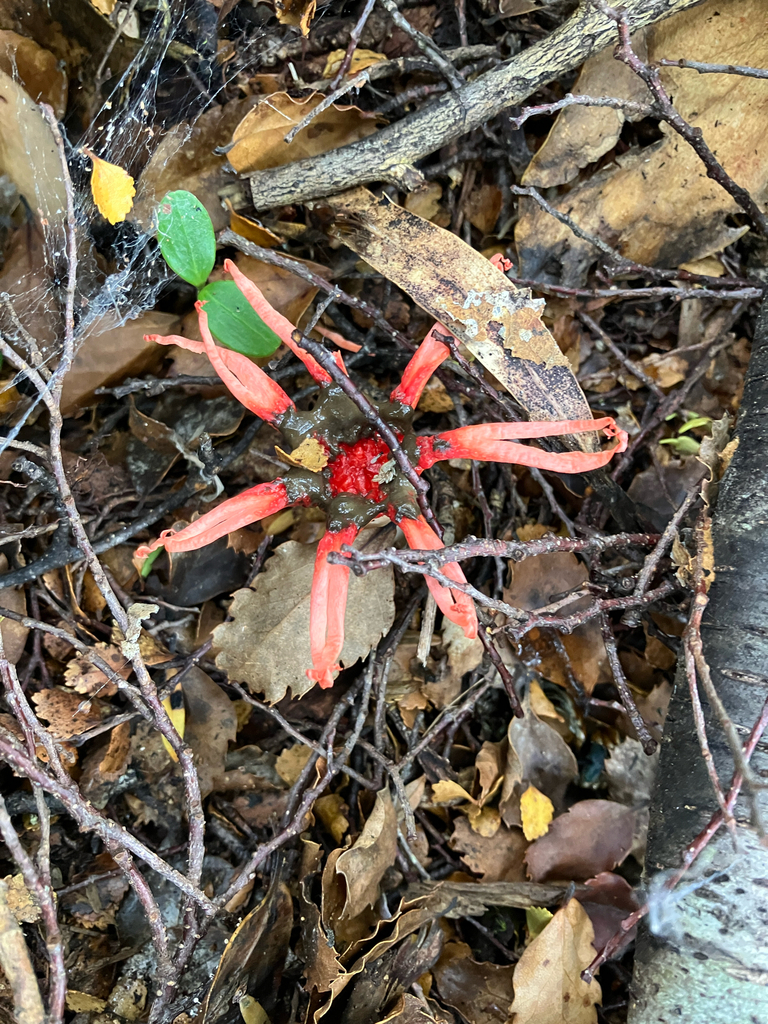 Aseroe rubra · March 2026 · photo: © cara-lisa (iNaturalist, cc-by)