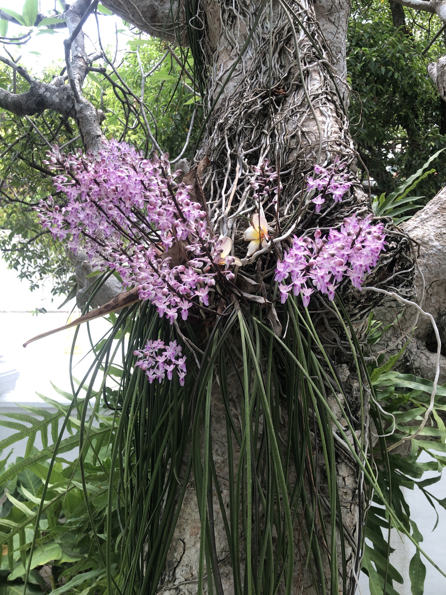 Imagem de Orquídea-rabo-de-raposa