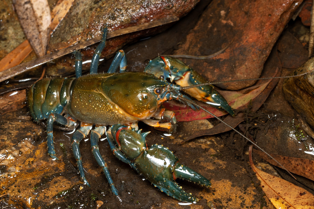 Alpine Spiny Crayfish