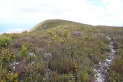 Leucadendron gandogeri × xanthoconus