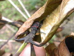 Lystronychus pulchellus